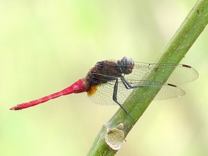 Brown-backed Red Marsh Hawk Orthetrum chrysis male