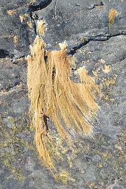 Brown Algae (Phaeophyceae)