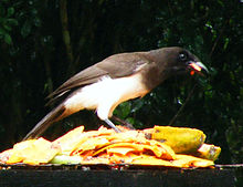 Photo of a brown jay eating fruit