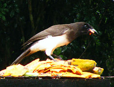 Corvidae: Position systématique, Étymologie, Biologie