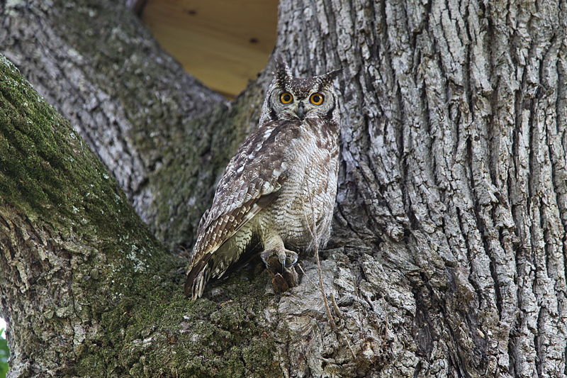 File:Bubo africanus, aged two months, Stellenbosch, South Africa.JPG