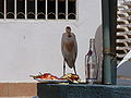 Bubulcus ibis 0009.jpg