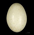 Αυγό εδαφοβούκερου της Αβυσσηνίας