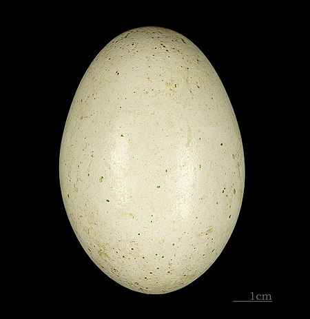 Bucorvus abyssinicus MHNT 226 San (Mali).jpg