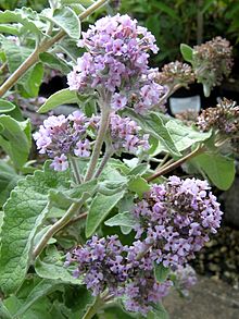 Buddleja crispa съцветие.jpg