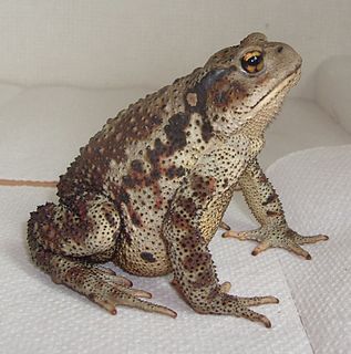 Asiatic toad Species of toad