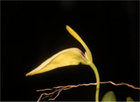 Bulbophyllum Restrepia01-raab bustamante.png