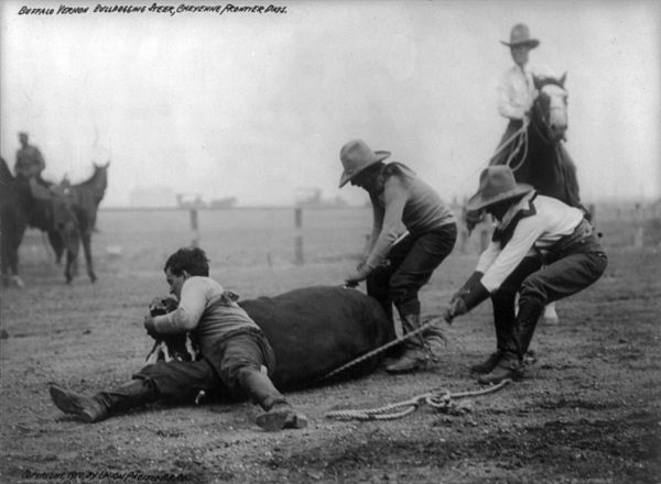 "Buffalo" Vernon (left) bulldogging a steer, 1910