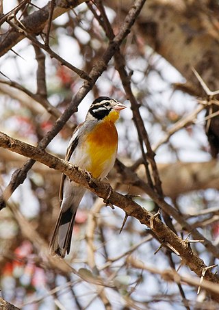 <span class="mw-page-title-main">Somali bunting</span> Species of bird