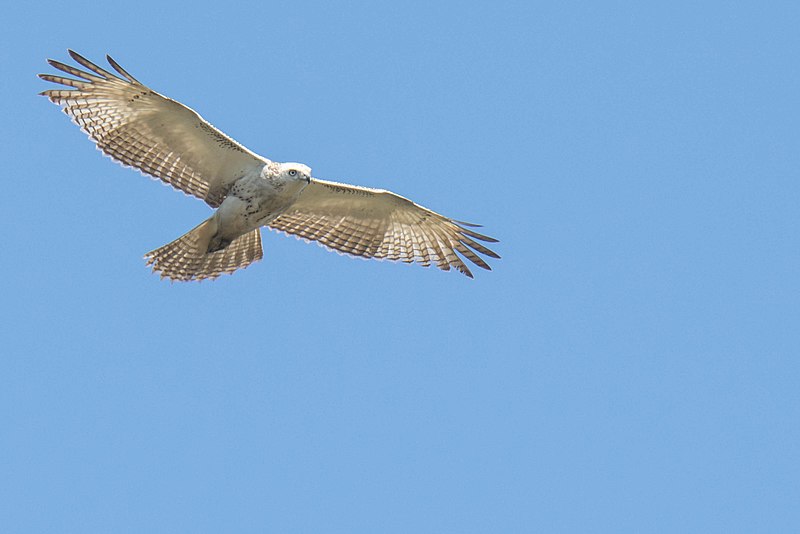 File:Buteo jamaicensis kriderii 6485019.jpg