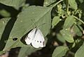 Butterfly Small White - Pieris rapae 06-1.jpg