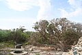 एक पुराना हथसुरा (हीलियोट्रोप) का झाड़