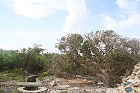 An ancient Heliotropium foertherianum on Spratly Island