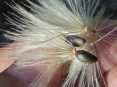 Akènes de Cardunculus scolymus, « variété blanc de Tudela ».