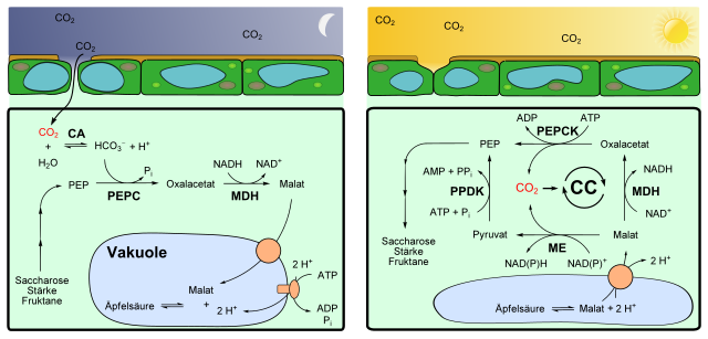 Crassulaceen-Säurestoffwechsel, Übersicht bei Nacht (links, Phase I) und Tag (rechts, Phase III). Für Einzelheiten bitte Text beachten.
CA α-Carboanhydrase
CC Calvin-Zyklus
PEP Phosphoenolpyruvat
PEPC Phosphoenolpyruvatcarboxylase
PEPCK Phosphoenolpyruvat-Carboxykinase
MDH Malat-Dehydrogenase
ME Malat-Dehydrogenase (decarboxylierend) = Malatenzym
PPDK Pyruvat-Phosphat-Dikinase