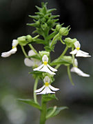 Calanthe argenteostriata