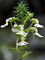 Inflorescence of Calanthe argenteostriata