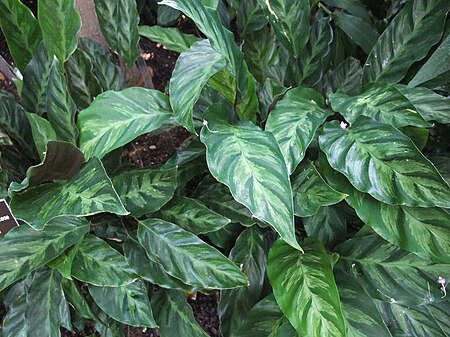 Calathea louisae