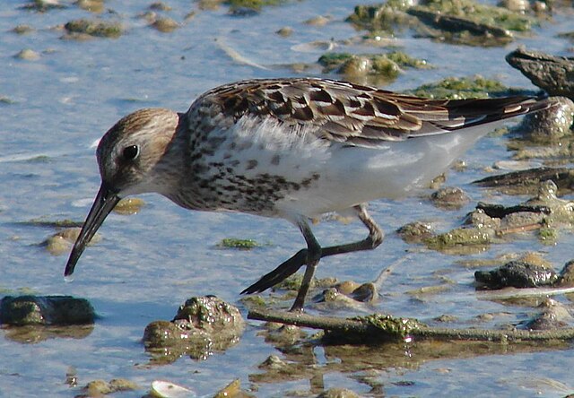 Dunlin, one of the many waders that winter on the Severn Estuary