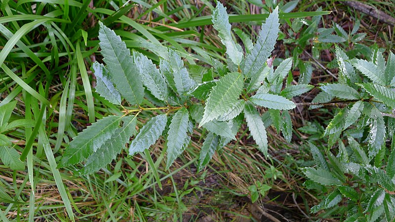 File:Callicoma serratifolia 3.jpg