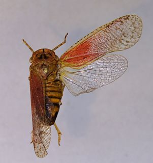 <i>Calyptoproctus</i> Genus of true bugs