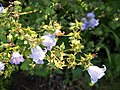 Campanula armena, syn. Symphyandra armena, Zrostka armeńska, 2020-07-28