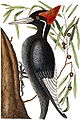Illustration of a male by Mark Catesby and George Edwards, 1754