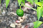 Capsicum annuum Ancho 1zz.jpg