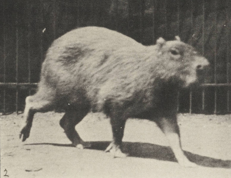 File:Capybara walking (rbm-QP301M8-1887-746a~2).jpg