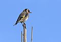 Carduelis carduelis - European goldfinch, Mersin 2016-11-20 01-3.jpg