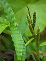 花序の先端部 先端に3つの雄小穂がある