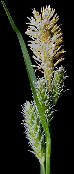 File:Carex sp. 15-p.bot-carex.sp-18.jpg