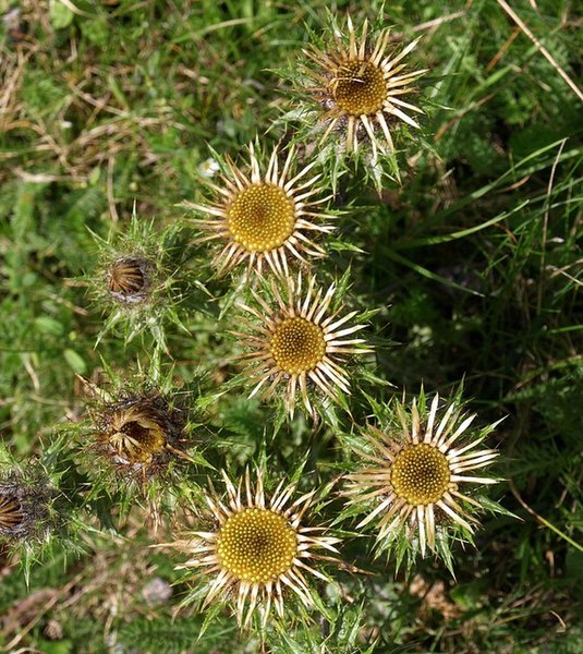 File:Carline Thistle, Lee Moor - geograph.org.uk - 1457486.jpg