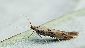 Carpochena squalorella (48448212437).jpg