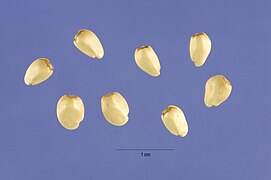 Carthamus oxyacanthus