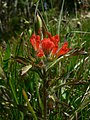 Castilleja hispida