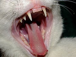 Kissa – Wikipedia