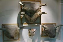 Бичи глави (буркании) от Чаталхьоюк експонирани в Музея на Анатолийските цивилизации в Анкара