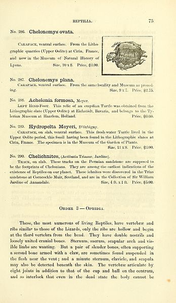 File:Catalogue of casts of fossils BHL39944066.jpg