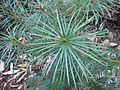 Cathaya argyrophylla 1.JPG