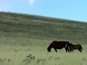 Cavalli sul Monte Subasio