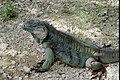 Cayman I. Blue Iguana 2005.jpg