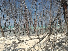 Forêt morte en bord de mer.