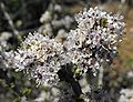 Ceanothus ophiochilus