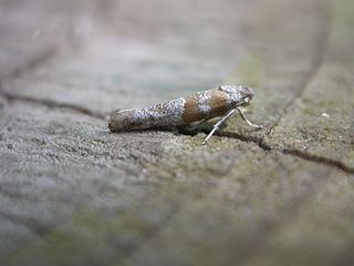 <i>Cedestis gysseleniella</i> Species of moth