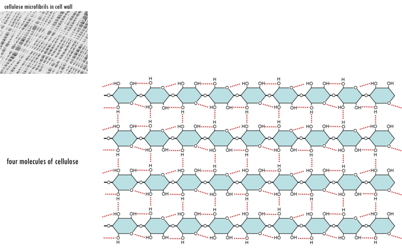 File:Cellulose structure.png