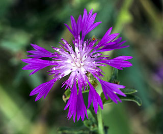 <i>Centaurea diluta</i> Species of flowering plant