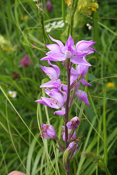 File:Cephalanthera rubra - img 10806.jpg