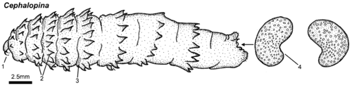 Cephalopina larva.png