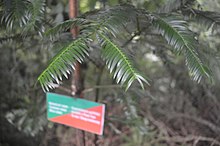 Cephalotaxus griffithii листа.jpg